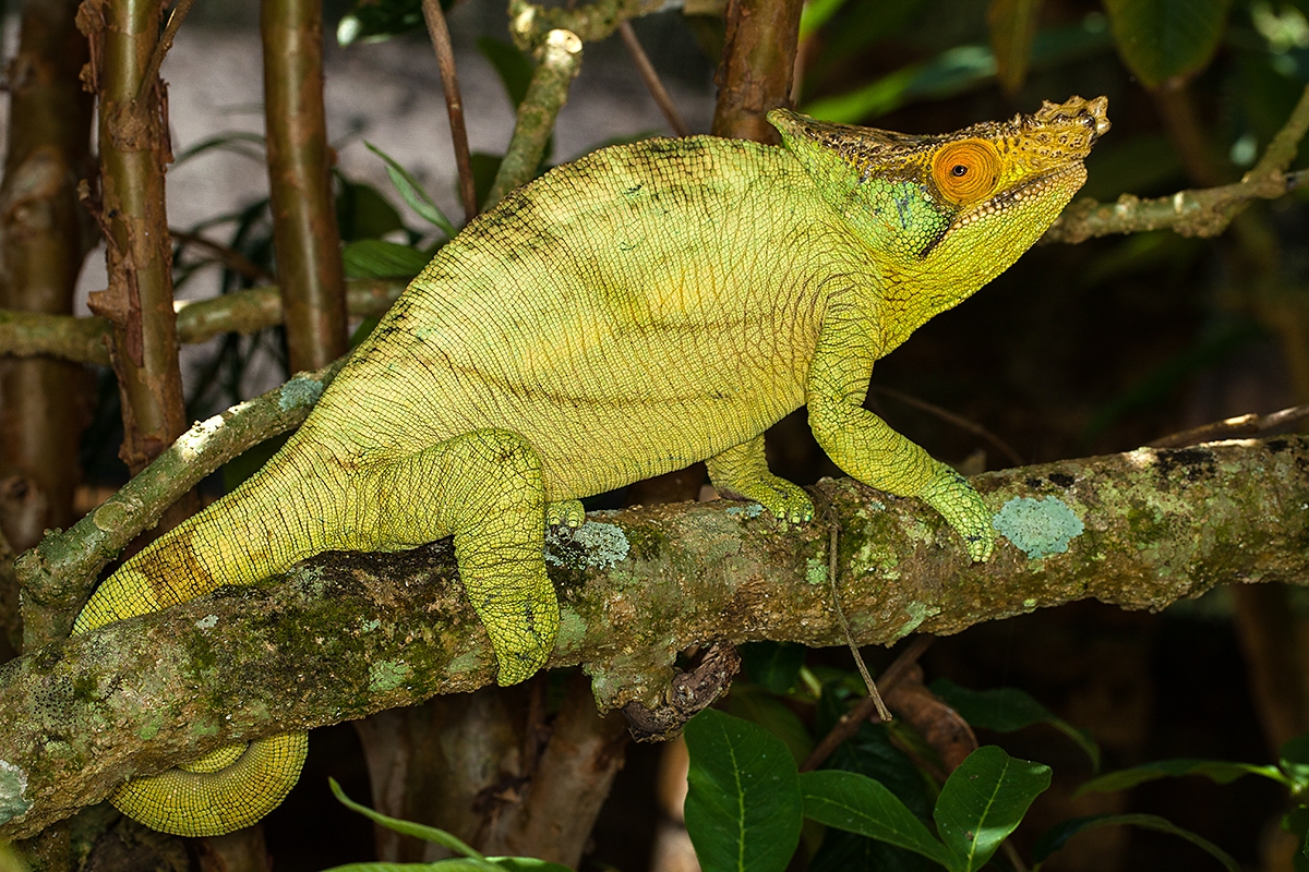 Chameleon Parsonův, park Peyrieras, Madagaskar